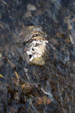 Kış nehri. Yaprak nehirde karla kaplı. Buz.