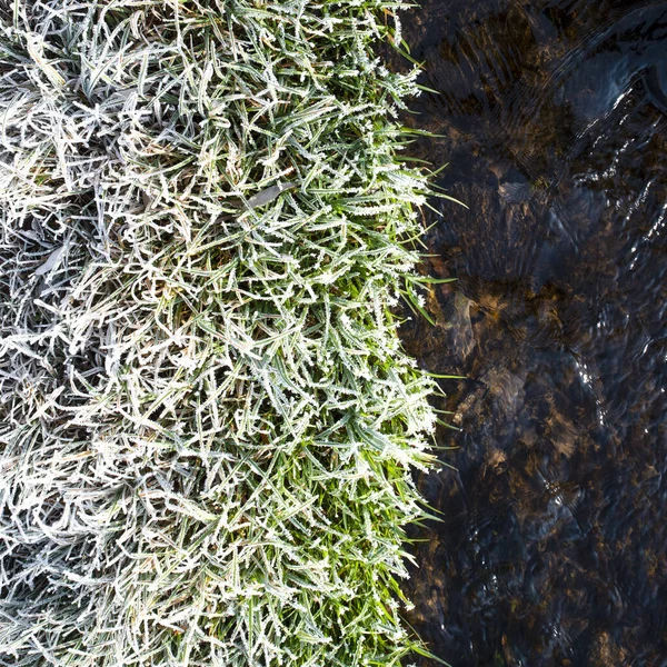 Las Hojas Verdes Cubiertas Heladas Crecen Agua Río Invierno — Foto de Stock