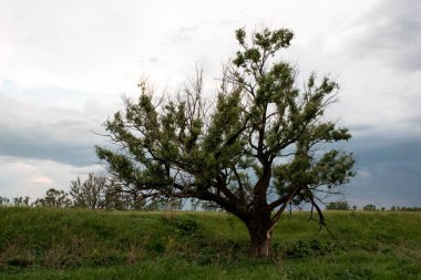 Yaz manzarası. Tarla, ağaçlar, gökyüzü ve yeşil çimenler. Kırsal alan.