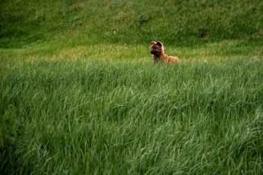 Büyük yeşil çimlerde yaz günü köpek. Evcil hayvan.
