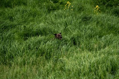 Büyük yeşil çimlerde yaz günü köpek. Evcil hayvan.