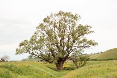 Yaz manzarası. Tarla, ağaçlar, gökyüzü ve yeşil çimenler. Kırsal alan.