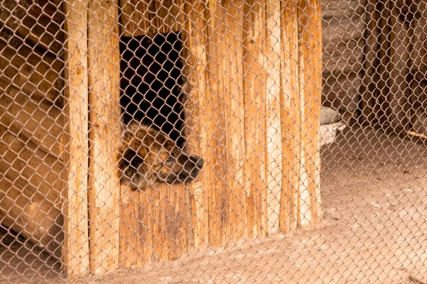 Bir Köpek Bir Yaz Günü Tahta Bir Köpek Kulübesinde Üzgün — Stok fotoğraf