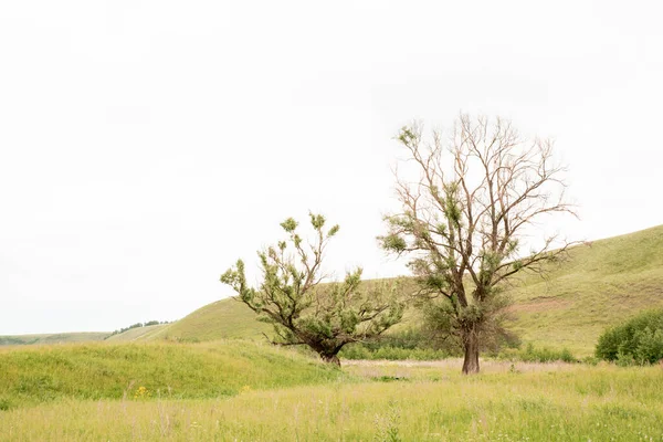 Summer Landscape Field Trees Sky Green Grass Rural Scene — Stock Photo, Image