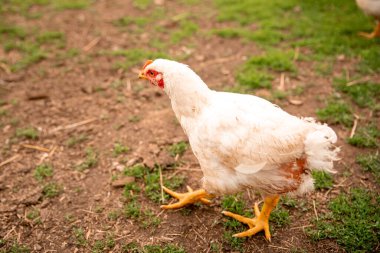Bahçedeki köyün kırsal kesiminde ızgara tavuk yetiştiriyorum. Geçim çiftçiliği.