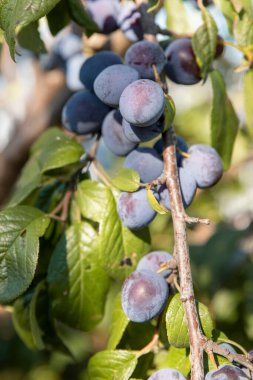 Açık bir yaz gününde dallardaki erik ağaçları. Olgun mavi kiraz. Hasat et.