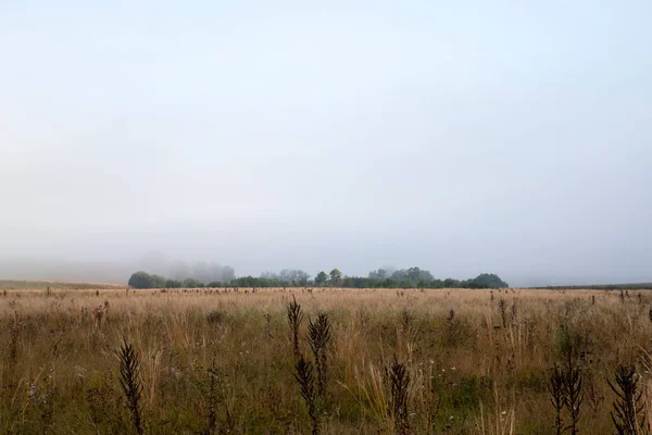 Ein Nebliger Morgen Auf Einem Feld Mit Gräsern Und Bäumen — Stockfoto