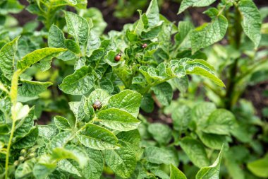 Colorado böcekleri patates yaprakları üzerinde. Böcek böcekleri. Mahsul tehdit altında..