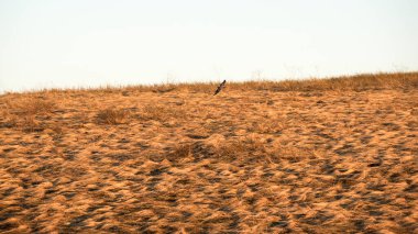 Sahada kısa kulaklı bir Baykuş avı. Asio flammeus.