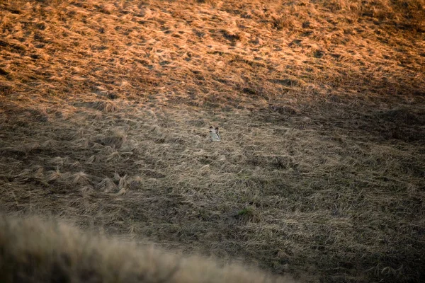 Une Chasse Hibou Des Marais Dans Les Champs Asio Flammeus — Photo