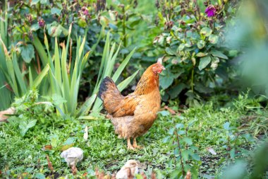 Anne tavuk ve çimlerin üzerinde yavru tavuk. Çiftlik hayvanları.