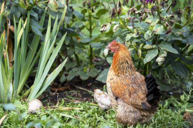 Anne tavuk ve çimlerin üzerinde yavru tavuk. Çiftlik hayvanları.