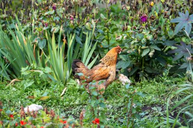 Anne tavuk ve çimlerin üzerinde yavru tavuk. Çiftlik hayvanları.