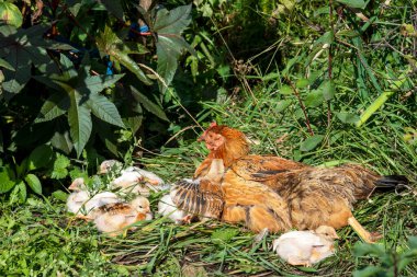 Bahçedeki çimenli piliçlerle. Kırsal.