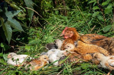 Bahçedeki çimenli piliçlerle. Kırsal.