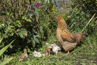 Bahçedeki çimenli piliçlerle. Kırsal.