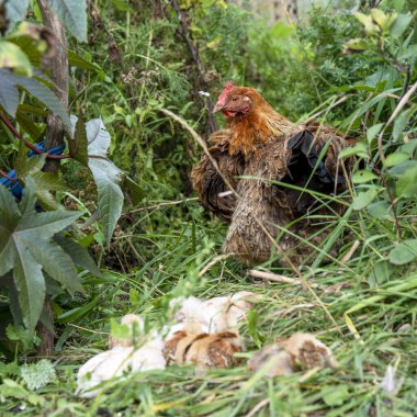 Bahçedeki çimenli piliçlerle. Kırsal.