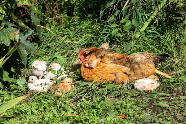 Bahçedeki çimenli piliçlerle. Kırsal.