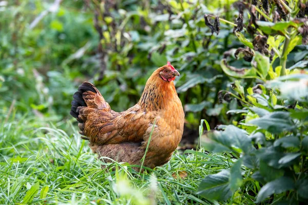 Yeşil çimlerde yaz gününde kırmızı tavuk. Dik duran bir tavuk.