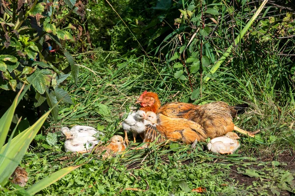 Poule Avec Des Poussins Dans Jardin Avec Herbe Secteur Rural — Photo