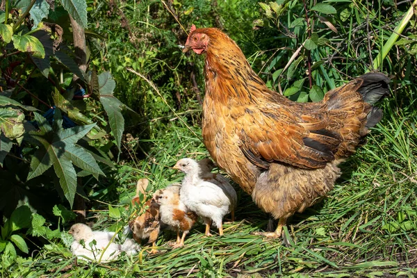 Slepice Kuřaty Zahradě Trávou Venkov — Stock fotografie