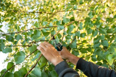 Bir yaz günü banyo için huş ağacı süpürgesi hasatı. Gelenekler. Sağlık.