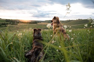 Gün batımında tepede iki köpek oturuyor. Yaz akşamı. Arkadaşlar.