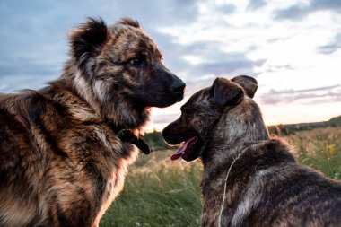 İki köpek birbirlerine tuhaf tuhaf bakıyor. Yaz batımı. Arkadaşlar.