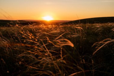 Yaz günbatımı, bozkırda stipa. Güzel bir tarla. Çimler rüzgarda savruluyor. Poaceae.