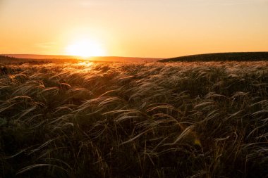 Yaz günbatımı, bozkırda stipa. Güzel bir tarla. Çimler rüzgarda savruluyor. Poaceae.