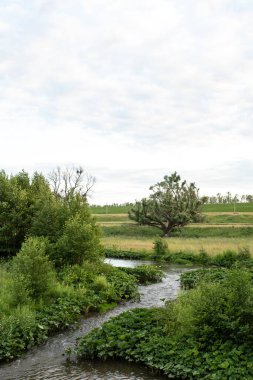 Etrafında ağaçlar büyüyen dolambaçlı bir nehir. Yaz bulutlu sakin bir gün. Dikey fotoğraf. - Rusya. Bashkortostan.