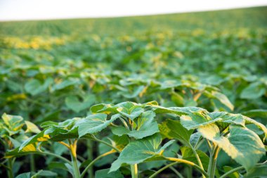 Genç yeşil ayçiçeği tarlası. Gün batımı. Güneş ışığı. Manzara. Tarım.