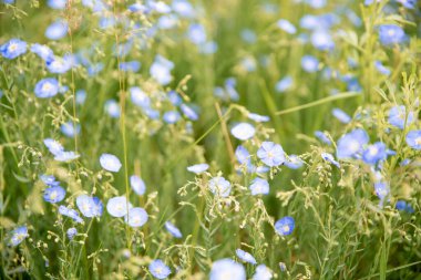 Kulübe bahçesinde açık mavi keten (keten tohumu) çiçekleri. Mavi keten çiçeklerin yakın görüntüsü.