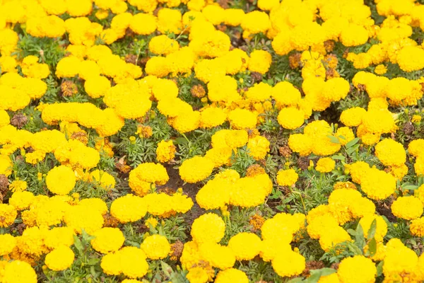 Jaune Beaux Soucis Dans Jardin Par Une Journée Été Ensoleillée — Photo