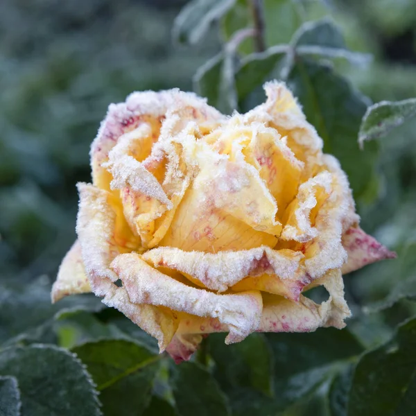 Yellow rose covered with frost after the first autumn frosts. Resistance of roses and plants to the tests of nature. Yellow rose on green nature background.