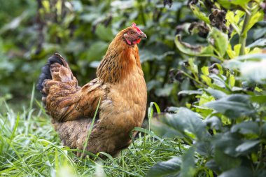Yeşil çimlerde yaz gününde kırmızı tavuk. Dik duran bir tavuk.