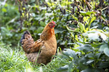 Yeşil çimlerde yaz gününde kırmızı tavuk. Dik duran bir tavuk.