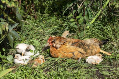 Bahçedeki çimenli piliçlerle. Kırsal.