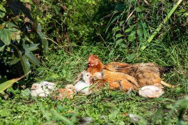 Bahçedeki çimenli piliçlerle. Kırsal.