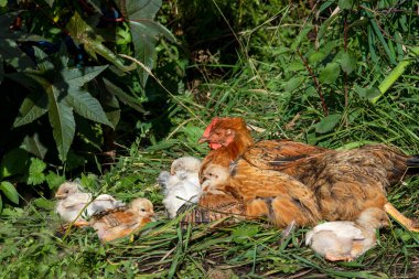 Bahçedeki çimenli piliçlerle. Kırsal.