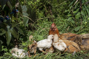 Bahçedeki çimenli piliçlerle. Kırsal.
