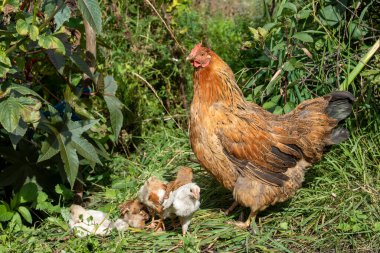 Bahçedeki çimenli piliçlerle. Kırsal.