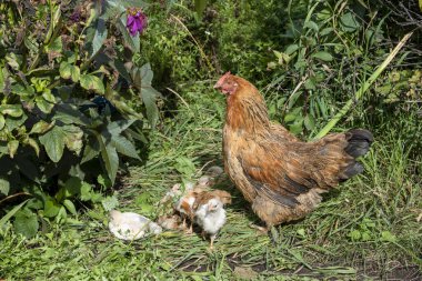 Bahçedeki çimenli piliçlerle. Kırsal.
