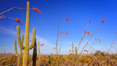 Sonoran Desert Landscape in Saguaro National Park clipart