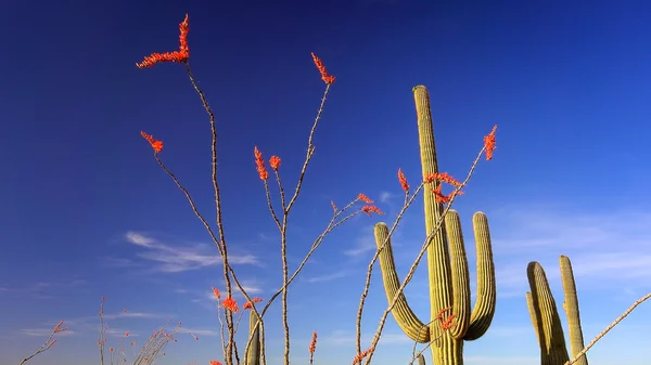 Ocotillo and Cactus in Saguaro National Park Landscape — Stock Photo, Image