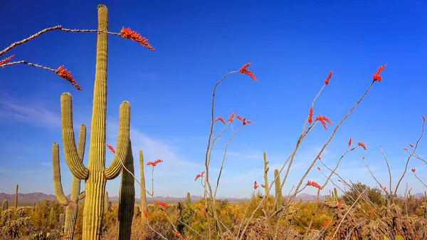 Paisaje del desierto sonorense en el Parque Nacional Saguaro — Foto de Stock