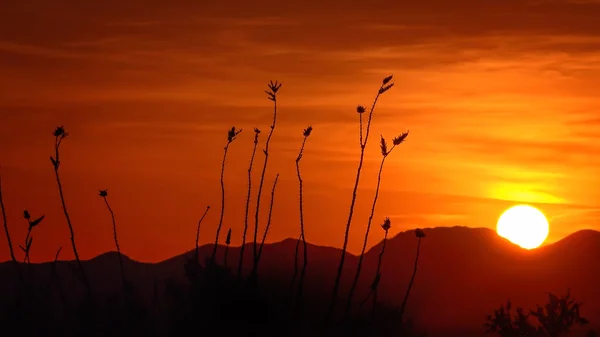 Sonnenuntergang im Saguaro-Nationalpark — Stockfoto