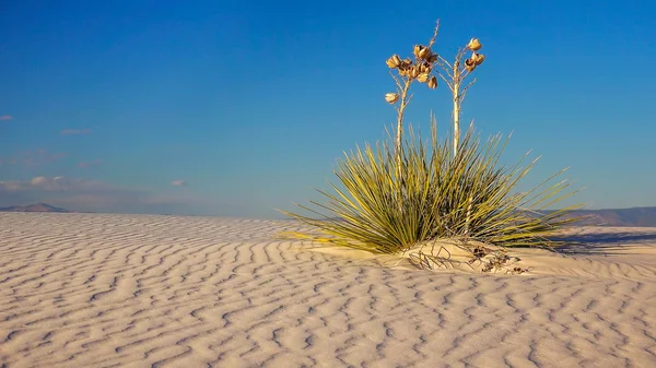 Αμμόλοφο και Yucca σε λευκή άμμο εθνικό μνημείο, Νέο Μεξικό — Φωτογραφία Αρχείου