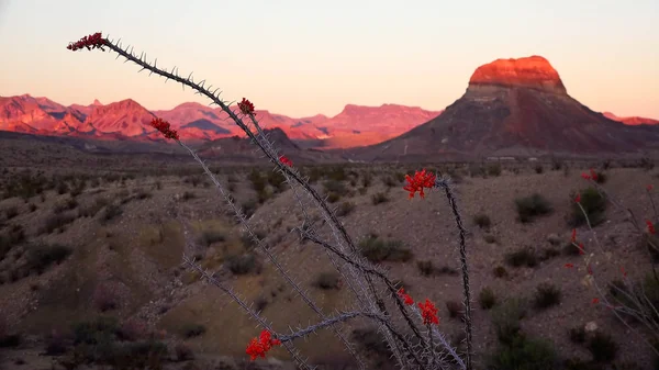 Big Bend Національний парк пустельний пейзаж на заході сонця — стокове фото