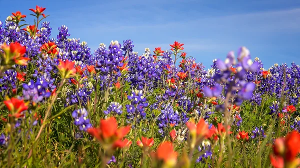 A Texas Hill Country - vadvirágok, bluebonnet és indiai paintb — Stock Fotó